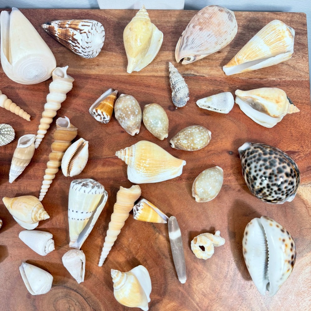 Natural Sea Shell Collection Assorted Lot Cone Cowrie Auger Specimen Decor 51 Pc - Picture 4 of 13